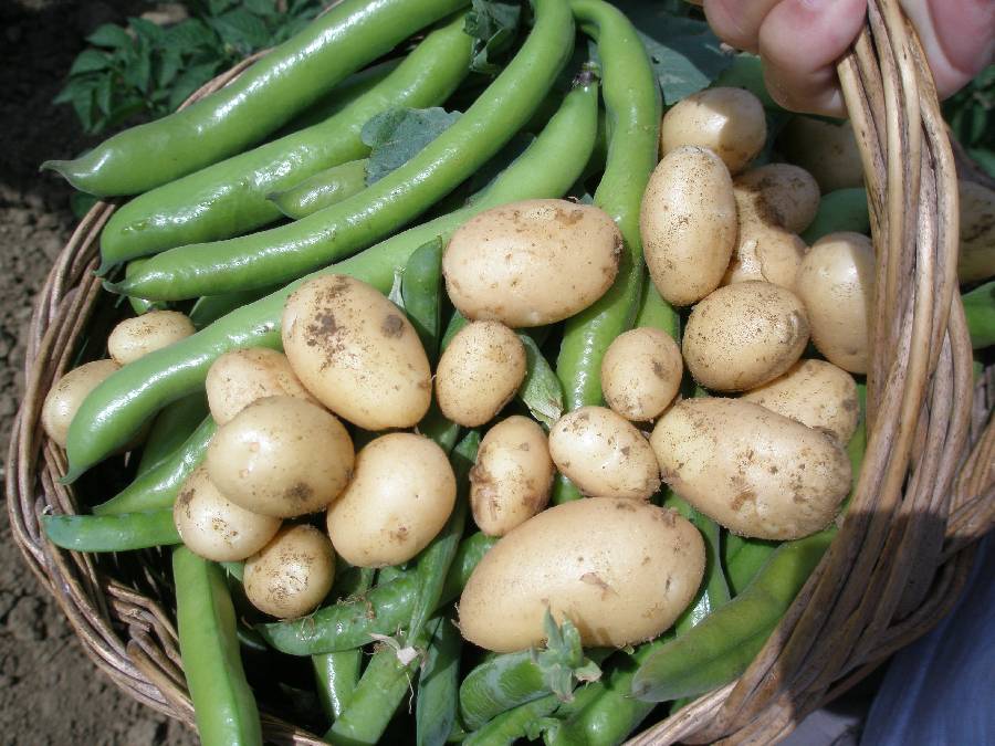Prodotti Biologici dell'Azienda San Cristoforo Umbria immagine