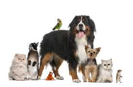  ANIMALI